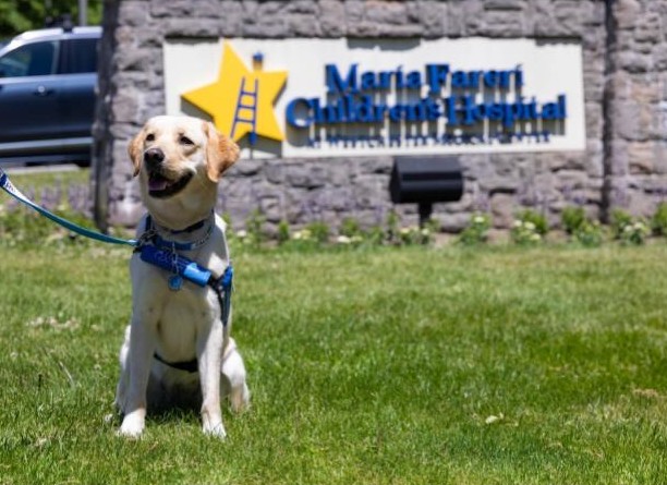 Maria Fareri Childrens Hospital Facility Dog Simone